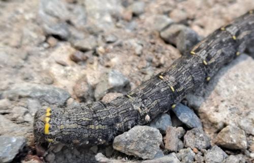Réf. 333 156 : Lycia hirtaria